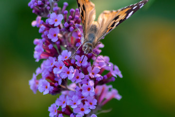 Schmetterling Kleiner Fuchs im Flieder auf Nektarsuche und Bestäubung Fliederbusch Makro mit...