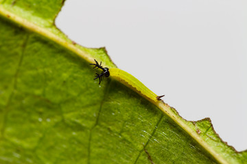 Close up 2nd stage of caterpillar of siamese black prince butterfly ( Rohana parisatis )