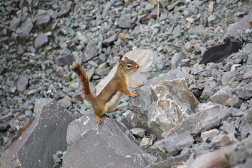 A chipmunk standing on rocks