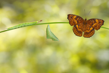 Ttransformation from caterpillar and chrysalis of  male siamese black prince butterfly hanging on...