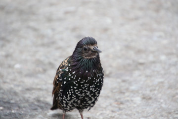 A black bird with white dots