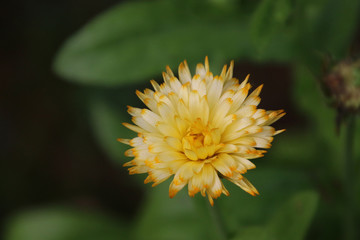 A closeup of a  yellow flower