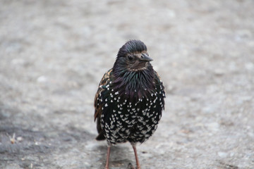 A black bird with white dots