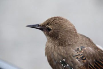 A young brown bird with black feathers