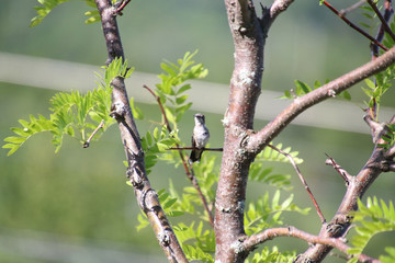 An Anna's hummingbird