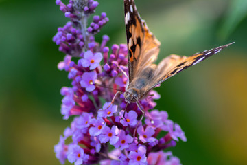 Schmetterling Kleiner Fuchs im Flieder auf Nektarsuche und Bestäubung Fliederbusch Makro mit...
