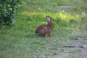 A rabbit sitting in a meadow