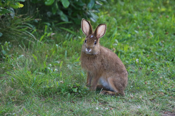 Naklejka na ściany i meble A rabbit sitting in a meadow