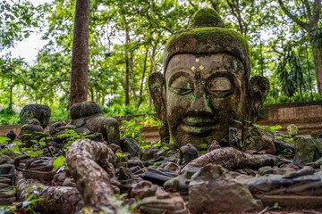 Fototapeta premium Sculpture of Stone Head Buddha in an ancient temple
