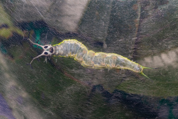 Close up abdomen with legs of  caterpillar of common pasha butterly ( Herona marathus ) r