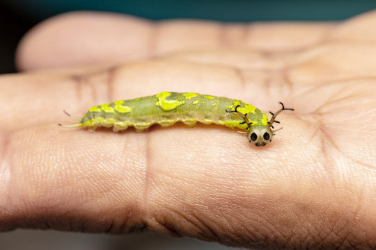 Caterpillar of common pasha butterly ( Herona marathus ) resting on hand