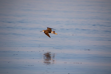 A sand piper flying