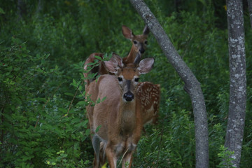 A mother deer with two fawns