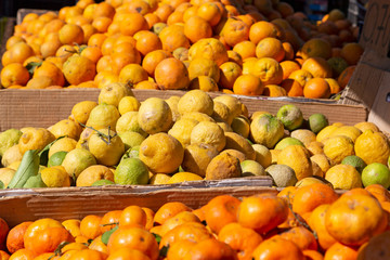 Obst - Zitrus - Orangen - Zitronen