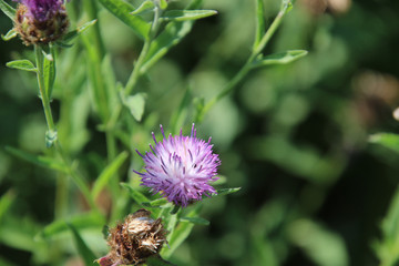 A purple thistle bloom with the green leaves