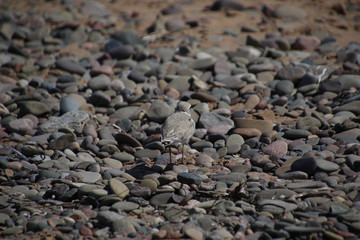 A piping plover standing