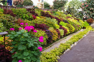 南国の植物がある温室