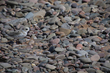 A piping plover standing