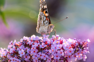 Schmetterling Kleiner Fuchs im Flieder auf Nektarsuche und Bestäubung Fliederbusch Makro mit unscharfem Hintergrund und copy space im Gegenlicht zeigt die Schönheit der Falter