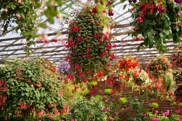 植物園の温室で育てられる満開の花 Wall Mural Wallpaper Murals Goro 植物園の温室で育てられる満開の花 Wall Mural Wallpaper Murals Goro