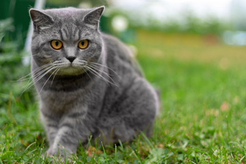 Naklejka na ściany i meble Gray adult domestic cat with orange eyes sitting in grass and looking to the right. Copy space.