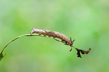 Caterpillar of popinjay butterflyresting on theirs host plant leaf