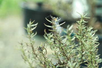 dry damage rosemary in herb garden 