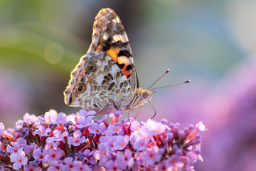 Schmetterling Kleiner Fuchs im Flieder auf Nektarsuche und Bestäubung Fliederbusch Makro mit unscharfem Hintergrund und copy space im Gegenlicht zeigt die Schönheit der Falter