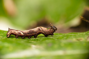 Caterpillar of popinjay butterflyresting on theirs host plant leaf