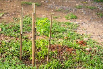Small organic vegetable garden in urban area.