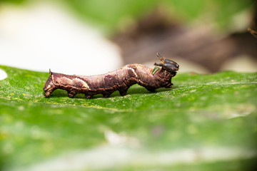 Caterpillar of popinjay butterflyresting on theirs host plant leaf