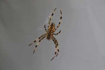 A closeup of a garden spider