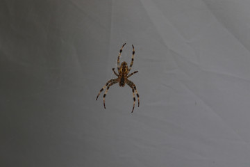 A closeup of a garden spider