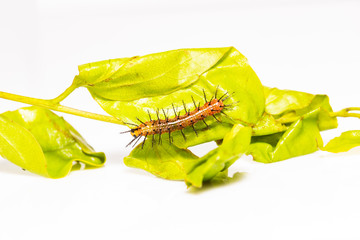 Caterpillar of Rustic butterfly (cupha erymanthis)  resting on grean host plant leaf