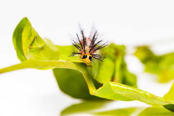 Face of caterpillar of Rustic butterfly (cupha erymanthis)  resting on grean host plant leaf - Powered by Adobe