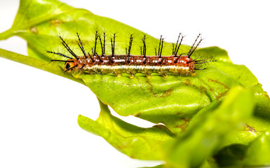 Caterpillar of Rustic butterfly (cupha erymanthis)  resting on grean host plant leaf - Powered by Adobe
