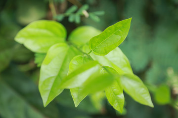 Green herbal Thai leaf 