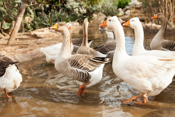 Obraz premium Domestic geese on pond