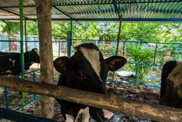 Cow in a cattle farm at Thailand.