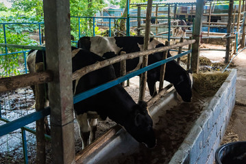 Cow in a cattle farm at Thailand.