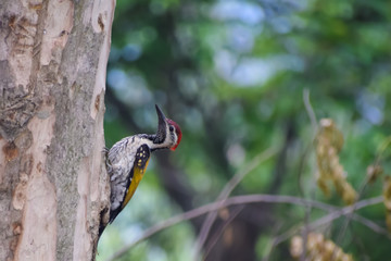 Woodpecker