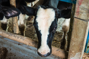 Cow in a cattle farm at Thailand.Closeup of faces and heads.