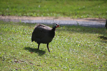 A guinea fowl on a grassy field