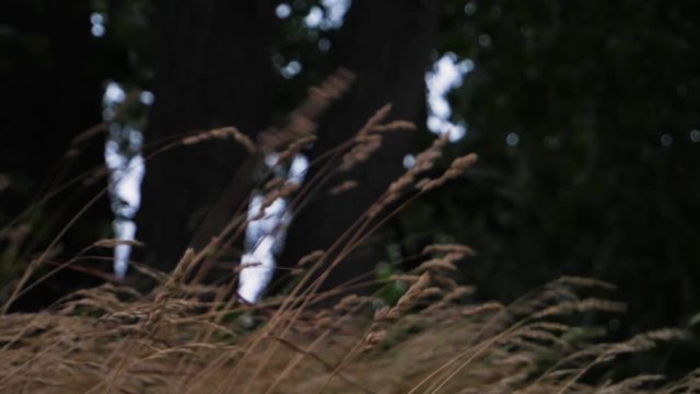 Handheld Close Up of Beige Dry Grass Straws Blowing in The Wind With Smooth Movements on a Cloudy Grey Day in a Park in Bor&aring;s Sweden