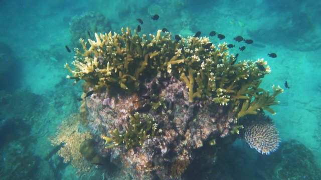 A beautiful slow motion under water scene at a coral reef at Perhentian Island in Malaysia with fish swimming past the camera.