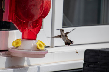 A hummingbird approaching a small feeder