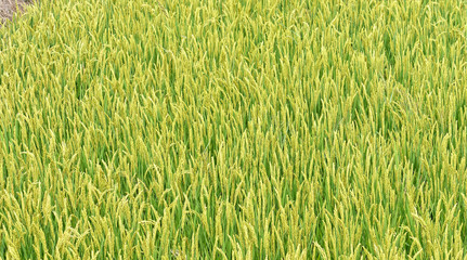 High angle view of green and yellow rice field background.