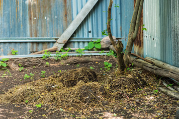 Manure from cow dung under the tree.