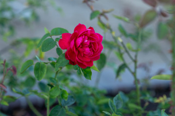 Hot Pink Rose