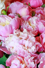 Beautiful pink peonies, huge bouquet of flowers.